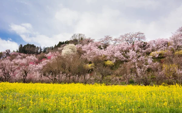 Hanamiyama Park sarı çiçek kiraz ağaçları tam çiçeklenme fukushima