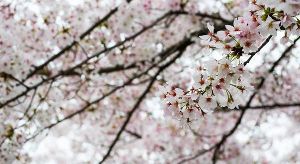Цвіт Японської Вишневої Квітки Повно Весняного Сезону Япані — стокове фото