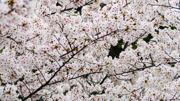 Japão Flor Cerejeira Fullbloom Primavera Temporada Japão — Fotografia de Stock