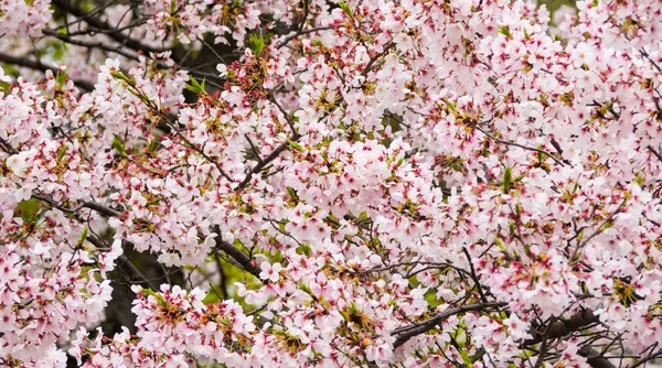 Japão Flor Cerejeira Fullbloom Primavera Temporada Japão — Fotografia de Stock