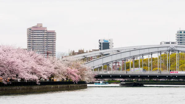 桜宮公園2017年4月10日大阪府大川桜 ボートサービスがあります 桜の美しさ — ストック写真