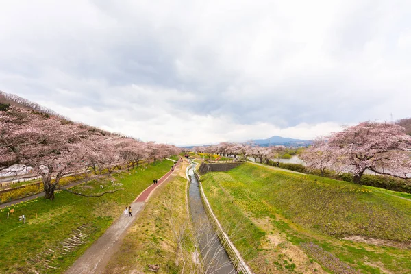 View Shiroishi River Funaoka Japan Row Full Bloom Cherry Tree — Stock Photo, Image