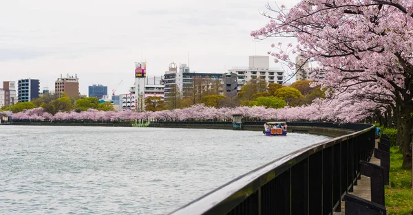 Sakuranomiya Park Okawa Nehri, Osaka 10 Nisan 2017 Okawa Nehri kiraz çiçeği. Bir tekne servisi var. Kiraz çiçeklerinin güzelliği
