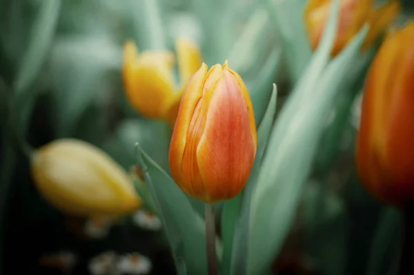 Tulipa Laranja Jardim — Fotografia de Stock