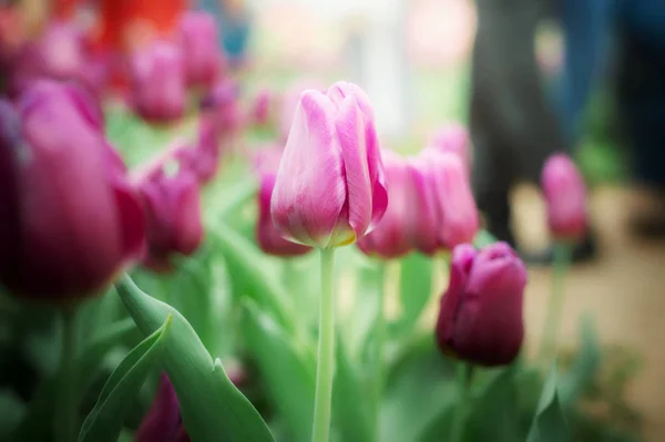Фиолетовый Тюльпан Саду — стоковое фото