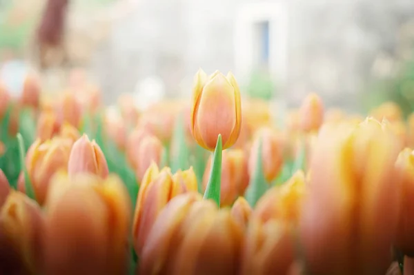 Оранжевый Тюльпан Саду — стоковое фото