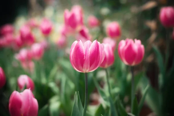 Закрыть Розовый Тюльпан Саду — стоковое фото