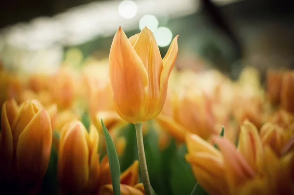 Оранжевый Тюльпан Саду — стоковое фото
