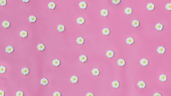 ピンク色の背景を持つ白いデイジーの花 — ストック写真
