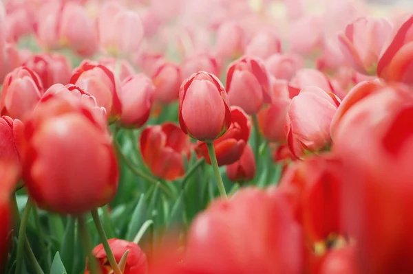 Tulipa Vermelha Jardim — Fotografia de Stock