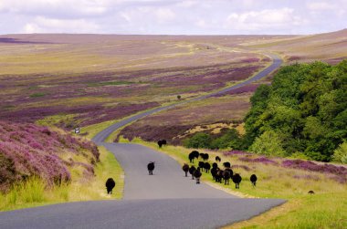  Spaunton Moor, North York Moors üzerinde yüz karası