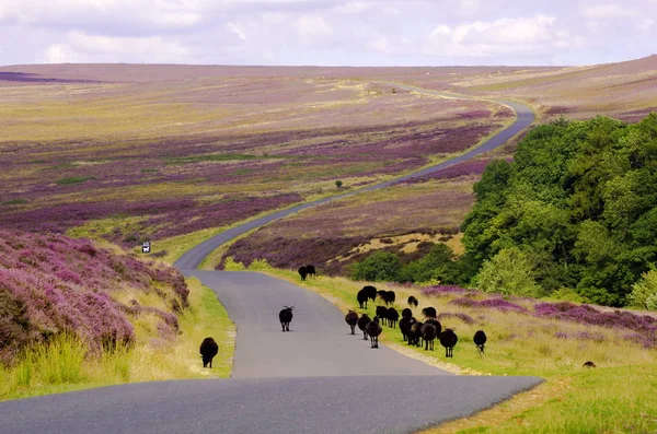 Moutons noirs sur la lande de Spaunton, landes de North York — Photo