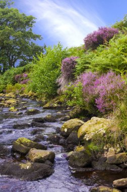 Wheeldale Gill ve Heather