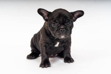 Fransız Bulldog köpeği, 6 haftalık.