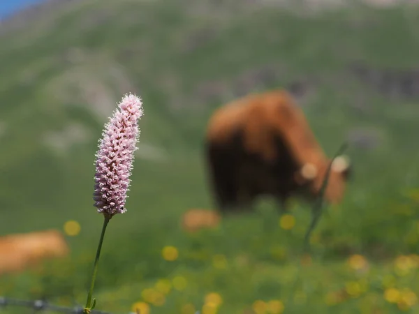 Mucche nel pascolo di montagna — Stock Photo, Image