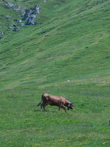 Grazing cow on the mountain — Stock Photo, Image