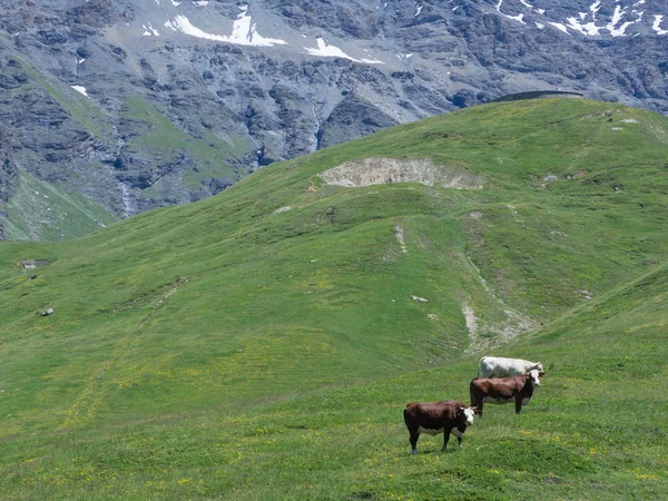 Grazing cows over the italian alps — Stock Photo, Image