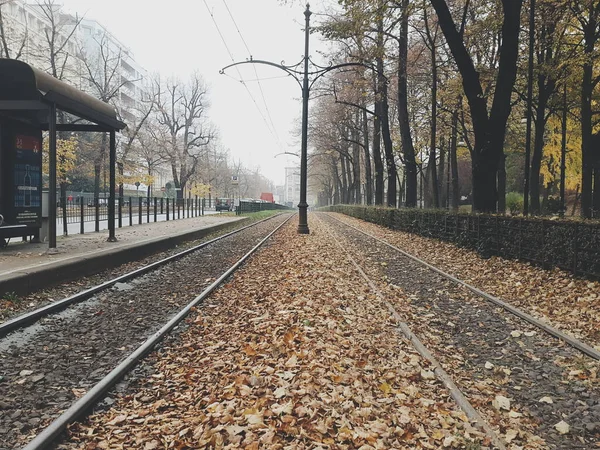 Осіннє листя в міському парку — стокове фото