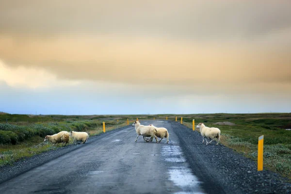 Iceland sheep crossing the road — Stock Photo, Image