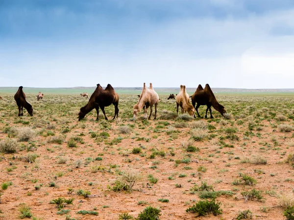 Camel in the landscape of Gobi Desert in Mongolia — Stock Photo, Image