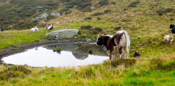 Milk cow grazing on Alpine mountains green — Stock Photo, Image