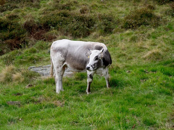 Молочная корова, пасущаяся на альпийских горах — стоковое фото