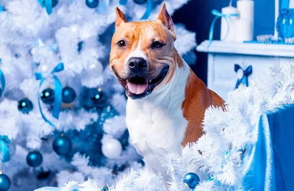 Счастливого рождественского пса с ёлкой. С Новым годом Стоковое Фото