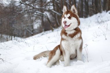 Husky köpek kış orman içinde portresi