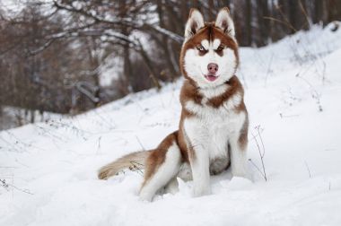 Husky köpek kış orman içinde portresi