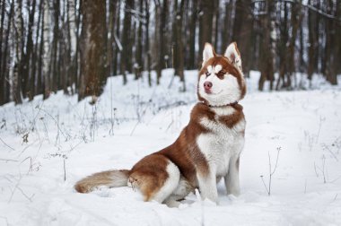 Husky köpek kış orman içinde portresi