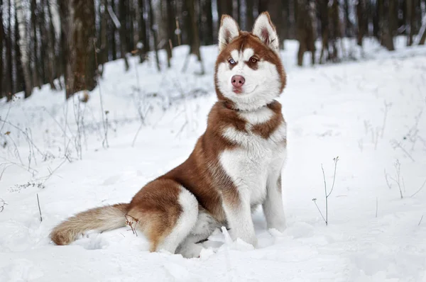 Portret van een Husky hond in het bos van de winter — Stockfoto