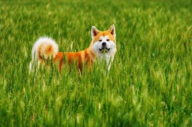Uzun otların bir alana köpek. Akita Inu Japonya