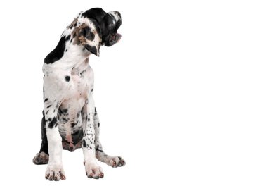 Beyaz zemin üzerinde bir köpek portresi. İzole görüntü.