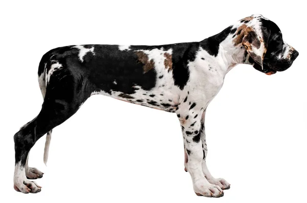 Portrét Psa Bílém Pozadí Izolované Obrázek — Stock fotografie