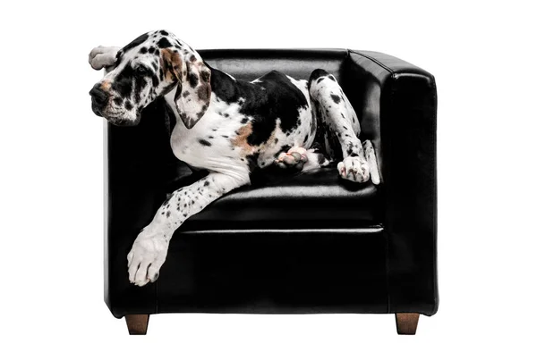 Tired Dog Lies Chair Dog Bored Isolated Photo — Stock Photo, Image