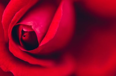 Güzel kokulu ve çekici kırmızı gül