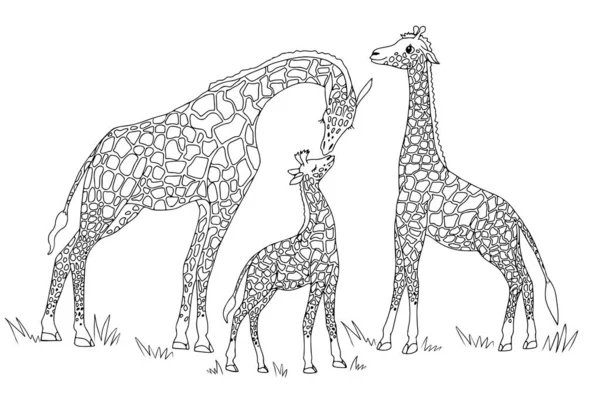 Векторная Иллюстрация Семейства Жирафов Саванне Природа Африки Заповедники Национальные Парки — стоковый вектор