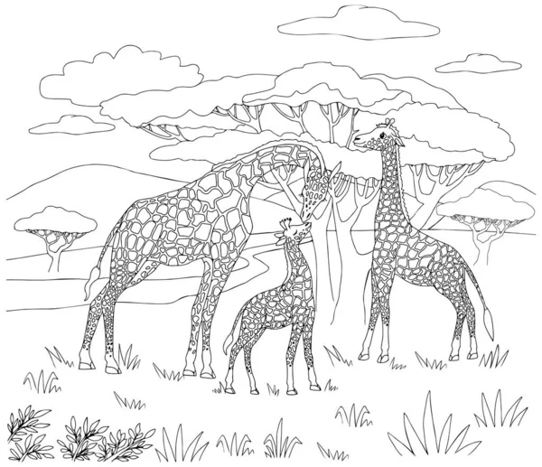 Wektorowa Ilustracja Rodziny Żyraf Savannah Natura Afryki Rezerwy Parki Narodowe — Wektor stockowy