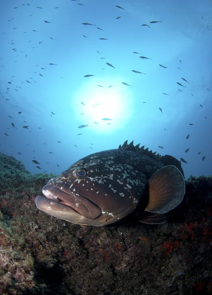 Big fish swim Together for food Royalty Free Stock Photos