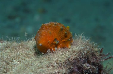 Deniz aşağı portakal kabuğu