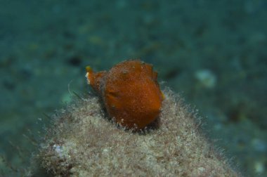 Deniz aşağı portakal kabuğu