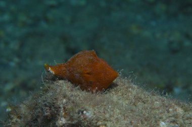 Deniz aşağı portakal kabuğu