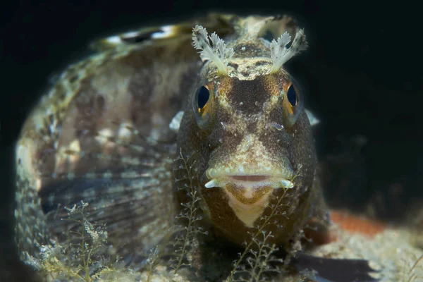 Pequeno Peixe Sai Seu Buraco Mostra — Fotografia de Stock