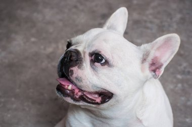 Çirkin başkanı (Fransız Bulldog köpek)