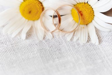 kır çiçekleri papatya ile nikah yüzükleri. Düğün ve evlilik doğa için öneriler kavramı