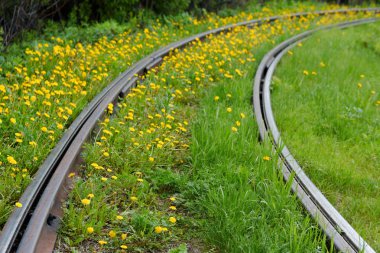 Eski paslı raylar. Tramvay parça, çim ve karahindiba ile büyümüş