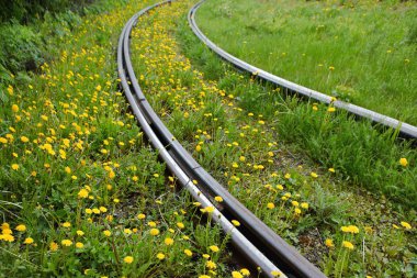 Eski paslı raylar. Tramvay parça, çim ve karahindiba ile büyümüş