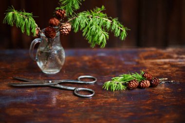 Larch koniler, sürahi ve ahşap arka plan için eski makaslar dallarında.