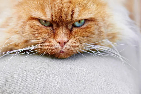 녹색 눈을 가진 빨간 고양이의 초상화 — 스톡 사진