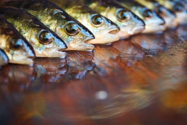 Ahşap arka plan üzerinde taze balık. Çubuk balıkçılık. Levrek
